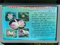-莲花池公园