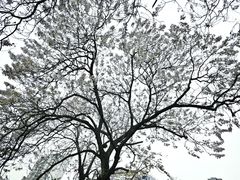 -红星桥(地铁站)