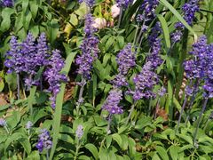 -深圳国际园林花卉博览园