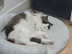 -纳吉亚猫专科动物医院博雅分院