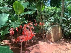 -海南热带野生动植物园