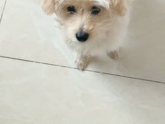 -瑞派福兴宠物医院犬猫全科·骨科·中西医结合(河东店)