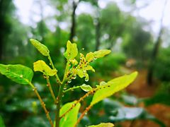 -阳台山自然风景区