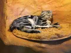 -猫猫幼稚园·撸猫·桌游·电玩