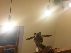 -长颈鹿咖啡(大学路店)