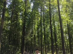 -黄海国家森林公园