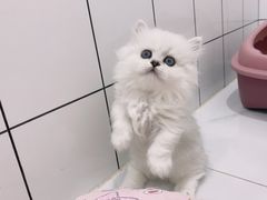 -1013 PET SHOP精品宠物商店(丁香店)