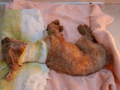 -严国平动物医院(德政总院)