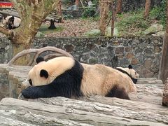 -都江堰中华大熊猫苑