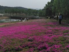 -大塘金香草谷
