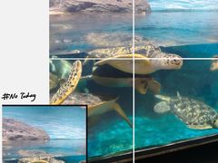 -海合安武汉极地海洋公园