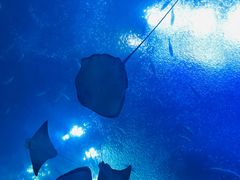 -珠海长隆海洋王国