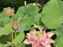 -莲花池公园