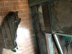 -猫咪博物馆(顶澳仔猫街店)