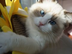 -momokira米努特·德文卷毛猫·棉花面纱犬