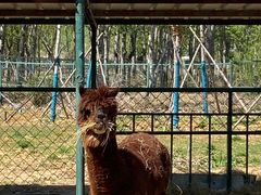 -秦皇岛野生动物园
