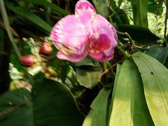 -中国科学院西双版纳热带植物园