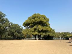 -北京麋鹿生态实验中心