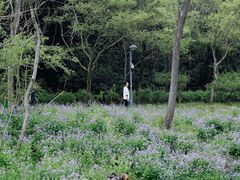 -西湖风景区-江洋畈生态公园
