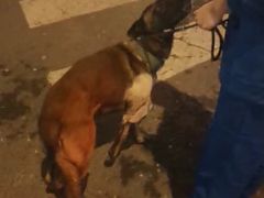 -安安宠医·安宠宠物医院