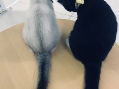 -鼓捣猫呢主题猫咖店