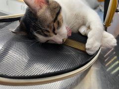 -爱侣宠医·鹦鹉专科·小型哺乳类·异宠专科(灵石路店)