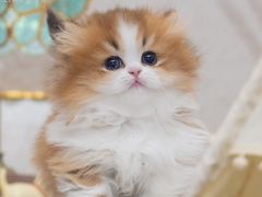 -小猫来了猫舍(福田店)