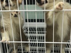 -FAELING PETS美天灵宠物(富力广场店)