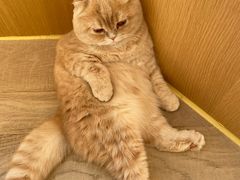 -CAT’S MEWSTAR CAFE·喵星球猫屋(晴湾咖啡店)