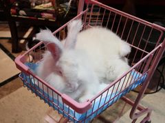 -猫色咖啡·猫咖