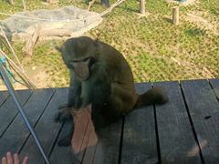 -武汉动物园