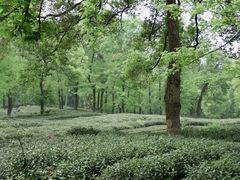 -野蔓果·山野菜(西湖景区·龙井茶田店)