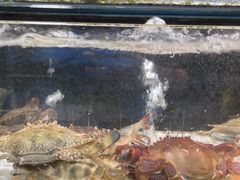 -海精英海鲜世界(台海路店)