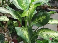 -桂林市花鸟市场