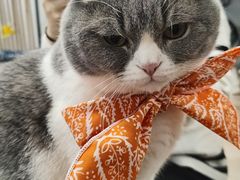 -柴迷FANS CLUB·柴犬狗咖·猫咖