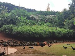 -西双版纳勐泐文化旅游区