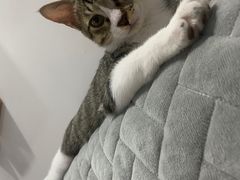 -宠颐生宠物医院·心肾内科·猫专科诊疗中心宠巢店
