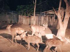 -清迈夜间动物园