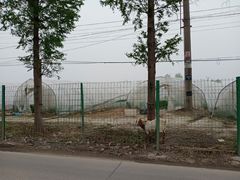 -喜杨洋草莓采摘园