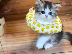 -喵百万·布偶·蓝金金渐层英短·猫舍(百子湾店)