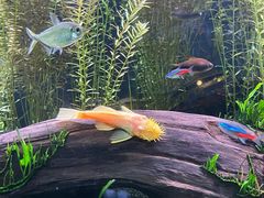 -上海海洋水族馆