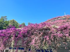 -深圳仙湖植物园