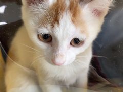 -瑞派福兴宠物医院犬猫全科·骨科·中西医结合(河东店)