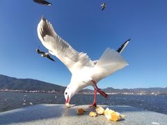 -海埂大坝
