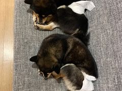 -南京Hallo宠物乐园·哈罗犬舍·柴犬繁育基地