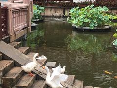 -豫园湖心亭茶楼