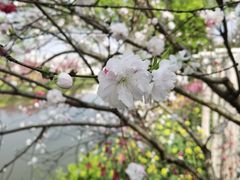 -南汇桃花村