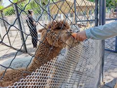 -长白岛森林公园