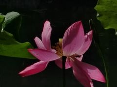 -望江楼公园
