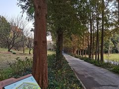 -上海滨江森林公园